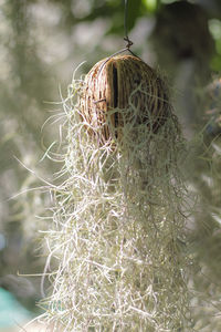 Close-up of dry cactus