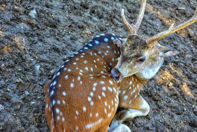 Close-up of deer on rock