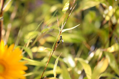 Close-up of insect on grass