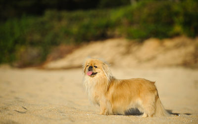 Brown dog sitting on land