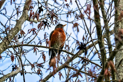 Low angle view of bird perching on tree