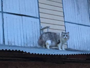 Portrait of cat sitting