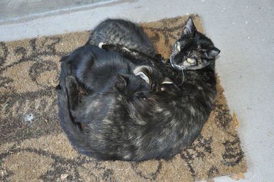 High angle view of cat feeding kittens on doormat
