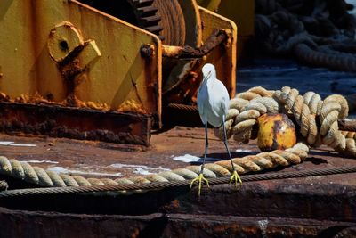 Snowy egret perching on steel cable by rusty boat