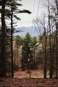 Trees in forest against sky