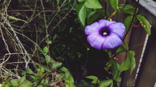 Close-up of purple flowers blooming outdoors