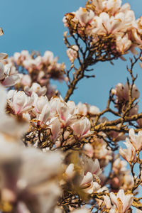 Low angle view of cherry blossom against sky