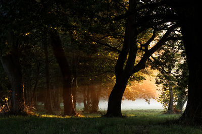 Trees on landscape against sky at sunset