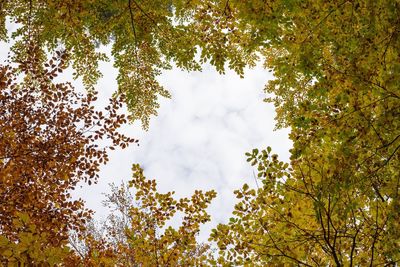 Low angle view of trees against sky