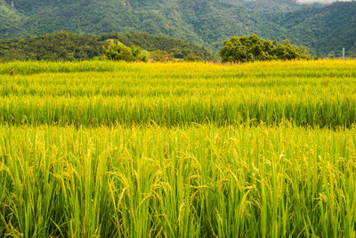 Scenic view of agricultural field