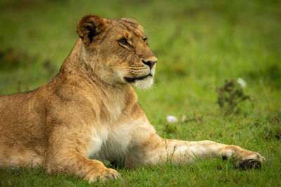 Close-up of lioness lying staring into distance
