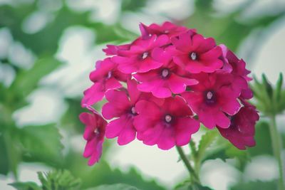 Close-up of pink flowering plant