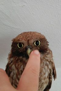 Close-up of human hand against wall