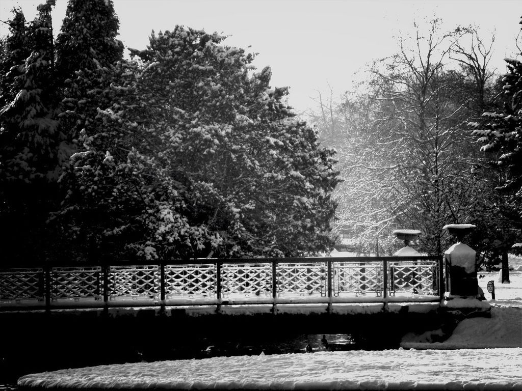 tree, lifestyles, leisure activity, men, railing, water, clear sky, person, nature, park - man made space, rear view, river, full length, standing, day, branch, walking, tranquility