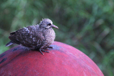 Close-up of bird perching on plant