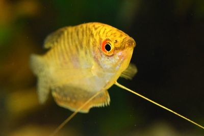 Close-up of yellow fish swimming in aquarium