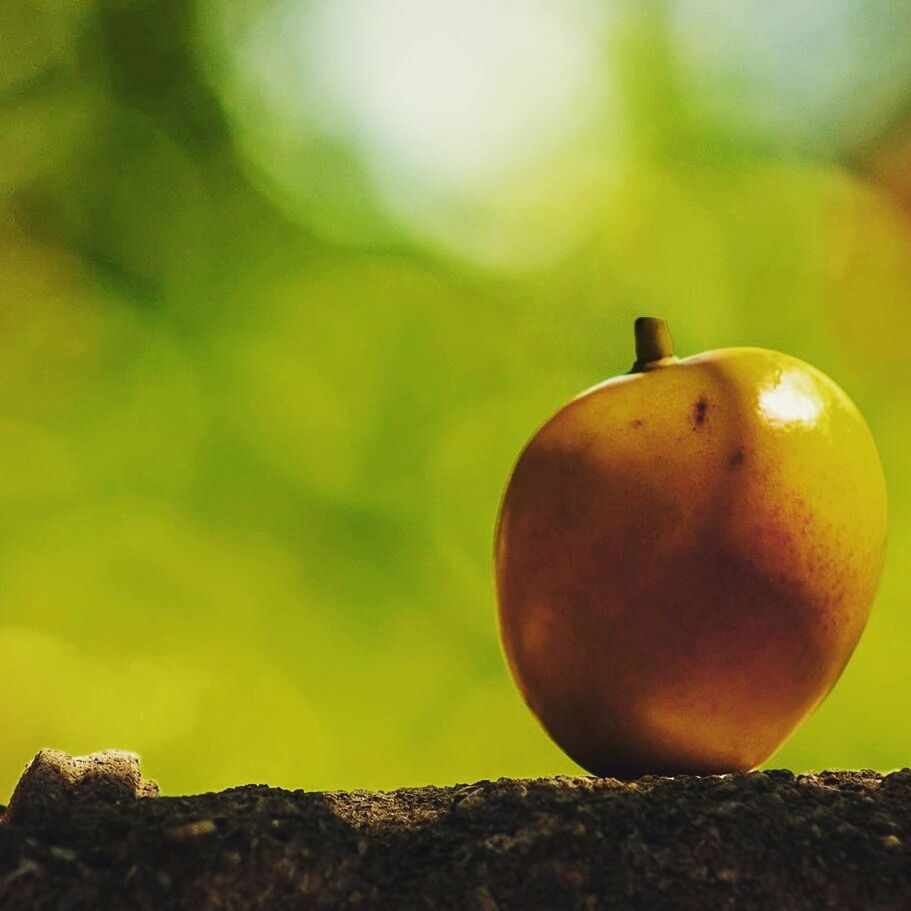 focus on foreground, close-up, fruit, food and drink, red, tree, healthy eating, hanging, food, outdoors, no people, day, nature, selective focus, wood - material, apple - fruit, branch, green color, still life, freshness