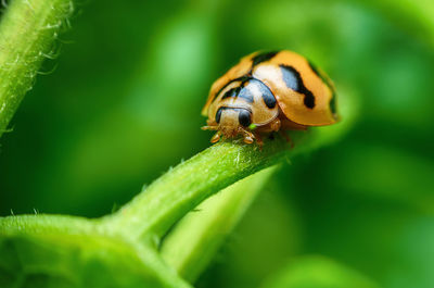 Close-up of insect on leaf