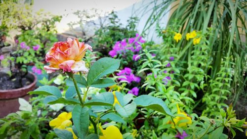 Close-up of pink flowers blooming outdoors