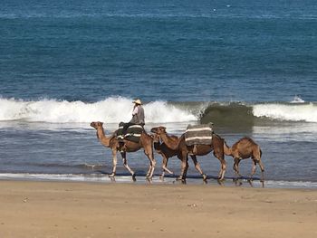 Horse riding horses on beach