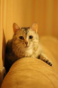 domestic cat