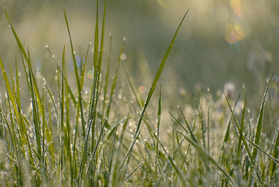 Close-up of fresh grass in field