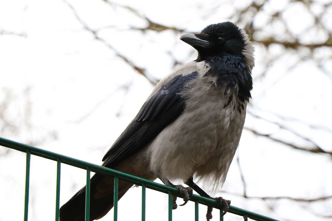 LOW ANGLE VIEW OF BIRD PERCHING ON RAILING