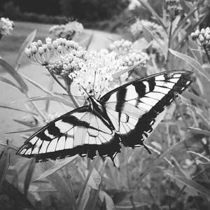 Close-up of butterfly