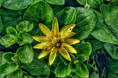 Close-up of flowering plant leaves