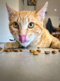 Close-up portrait of ginger cat at home