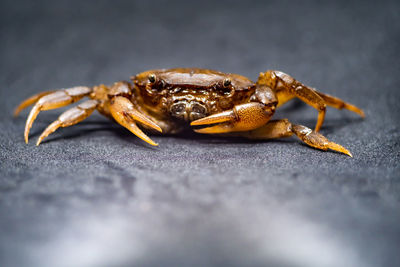 Close-up of crab