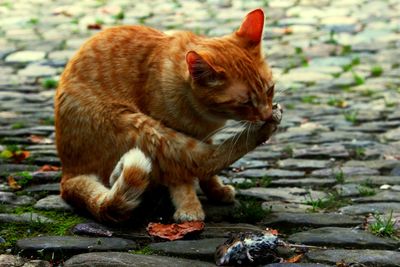 Close-up of cat