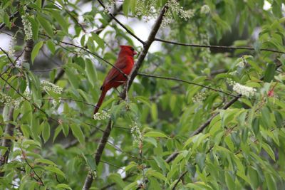 Bird perching on a branch