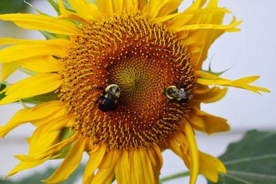 Close-up of honey bee on sunflower