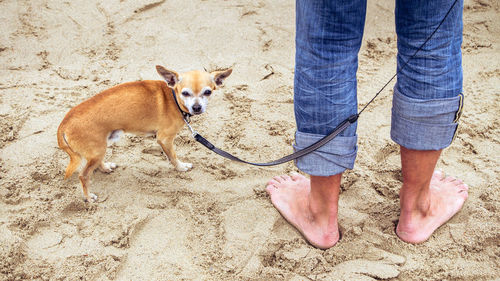 Low section of man with dog standing on sand