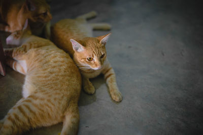High angle view of cat relaxing outdoors