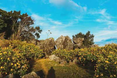 Scenic view of flowering plants and trees against sky