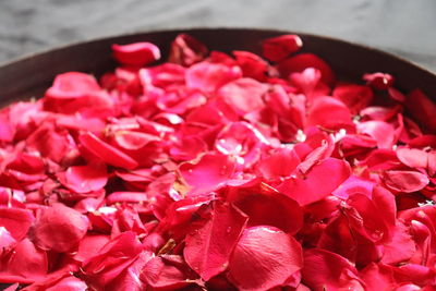 Close-up of red roses