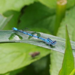 Close-up of insect on leaf