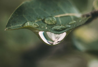 Close-up of raindrops on leaves