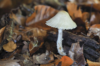 Close-up of mushrooms growing on field