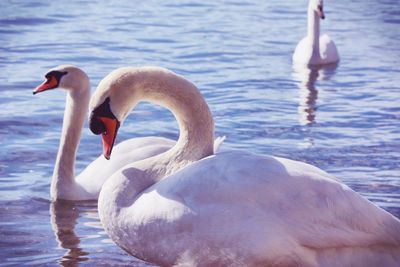 Swans swimming in lake