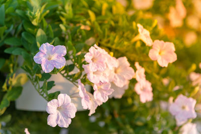 Close-up of pink flowering plants