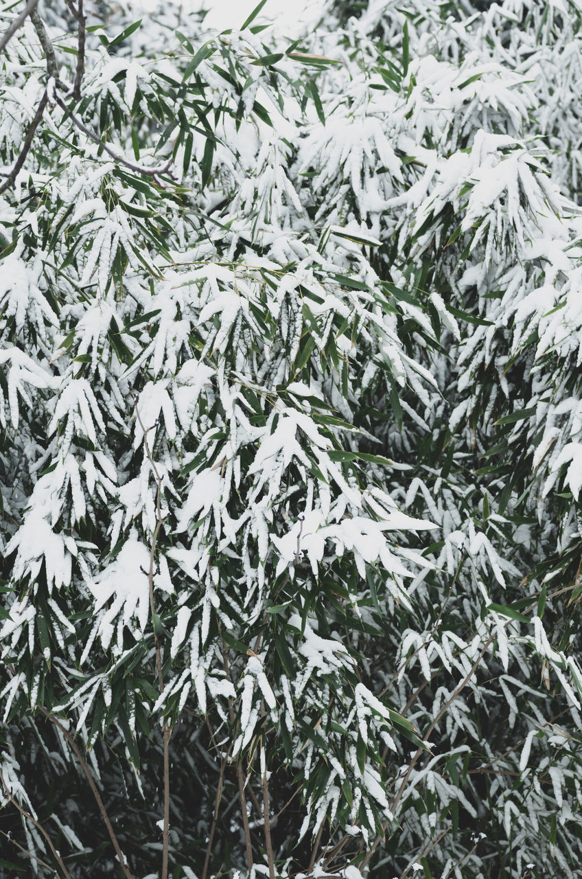 FULL FRAME SHOT OF SNOW COVERED TREE