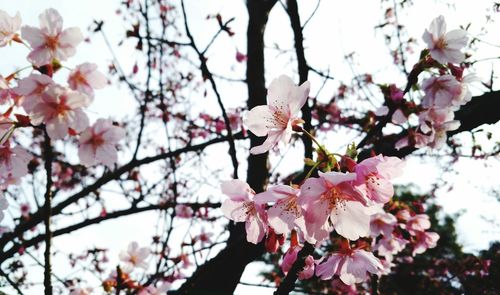 Low angle view of pink flowers blooming on tree