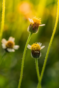 Close-up of yellow flowering plant