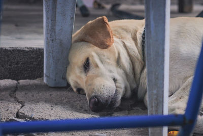 Close-up of a dog sleeping