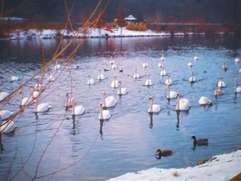 Swans swimming in lake