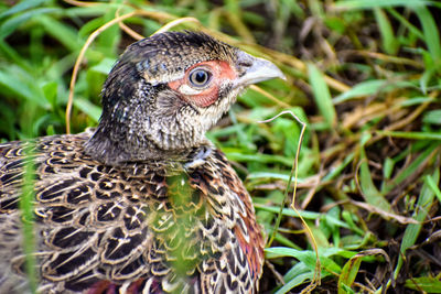 Close-up of a bird looking away