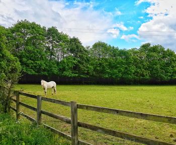 Sheep grazing on field against sky